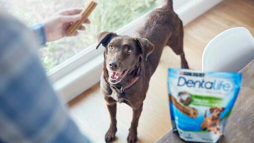 közepes testű barna kutya dentalife fogápoló jutalomfalatot kap