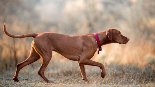 Barna vizsla séta a mezőn