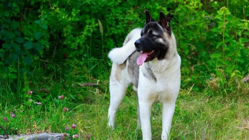 Akita inu