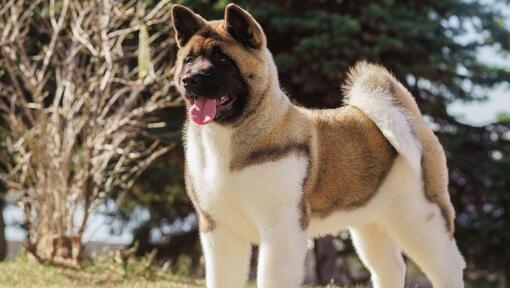 Akita inu