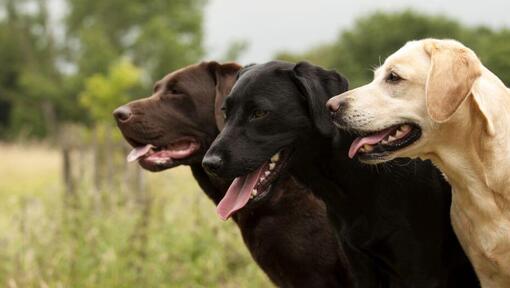 három labrador állt együtt