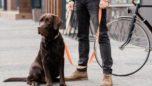 gazdája mellett álló labrador