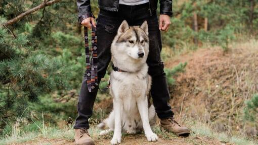 Husky ül a tulajdonos mellett