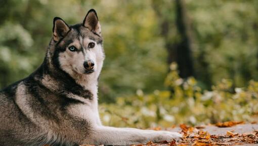 Husky az erdőben