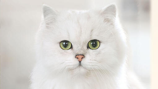 Fehér macska szemből fotózva