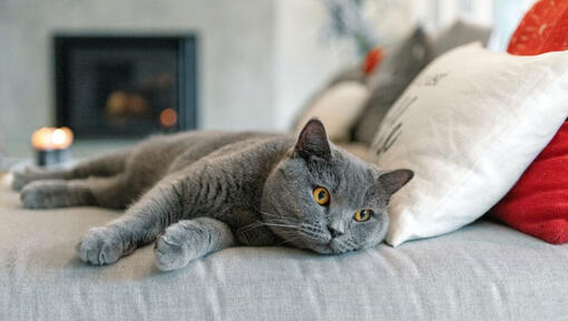 Brit rövidszőrű macska szunyókál a kanapén
