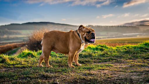 Bulldog állt a területen