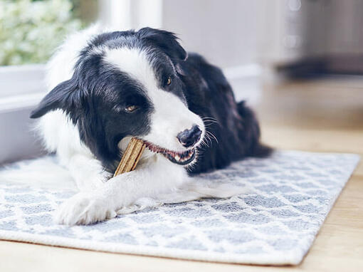 dentalife dog
