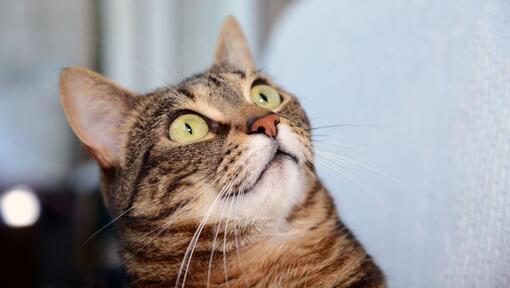 Az egyiptomi mau macska meglepetten néz valamit