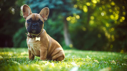 Francia bulldog