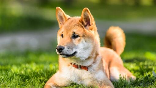 Japán Shiba Inu fekszik a fűben