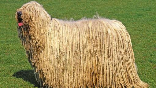 Komondor felhúzott nyelvvel