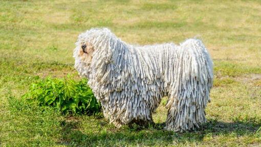 Komondor a pályán