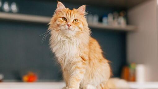 Perzsa macska a konyhában ül