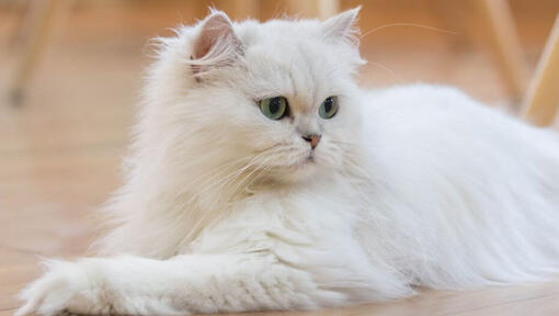 Perzsa macska a padlón fekszik