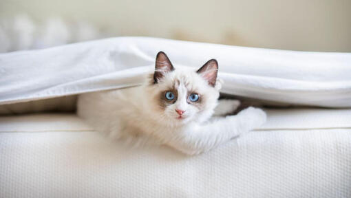 Ragdoll macska takaró alatt fekszik ágyban