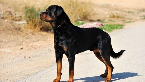 Rottweiler áll az úton