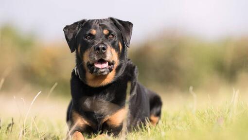 Rottweiler feküdt a fűben