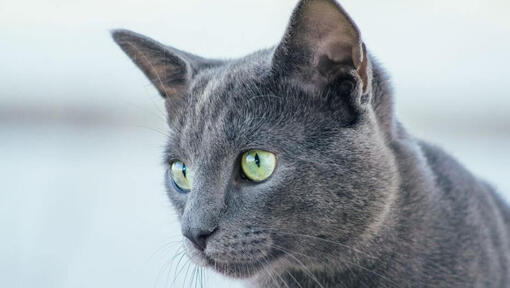 Orosz kék macska néz valakit