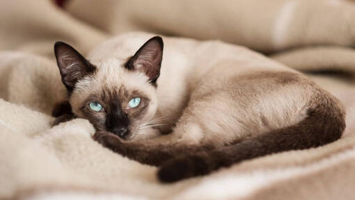 Sziámi macska egy takarón fekszik