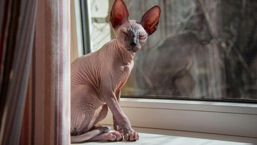 Szfinx macska áll egy ablakpárkányon