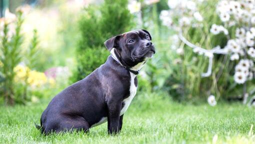 Staffordshire Bull Terrier ül a fűben