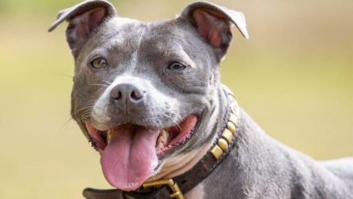 Staffordshire bullterrier kihúzott nyelvvel