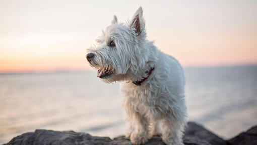 West Highland White Terrier ül a víz közelében