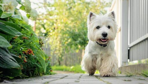 West Highland White Terrier sétál az udvaron