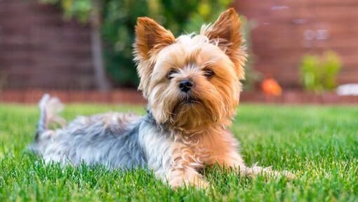 Yorkshire terrier feküdt a fűben