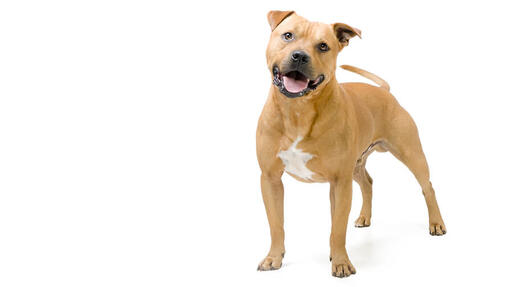 Amerikai staffordshire terrier