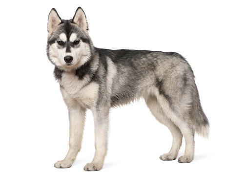 Szibériai husky