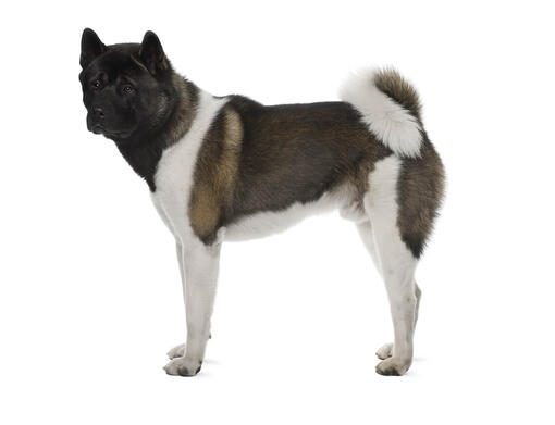 Akita inu