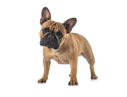 Francia bulldog