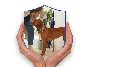 dog chow logó kéz