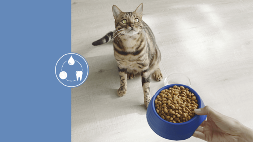 Cat Chow®