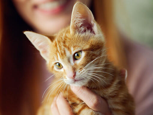 fiatal vörös cica közeli kép
