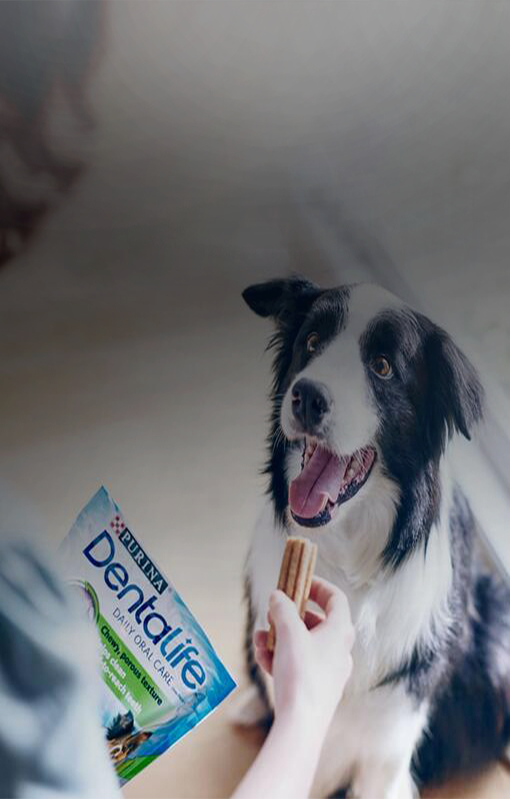 Border collie Dentalife fogápoló jutalomfalatot kap
