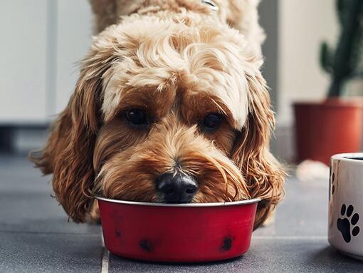 Kistestű kutya piros tálból eszik