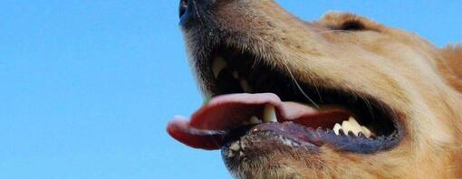 labrador liheg kék ég háttér
