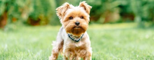 Yorkshire terrier figyelmesen áll a fűben