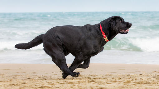 Fekete kutya fut a parton