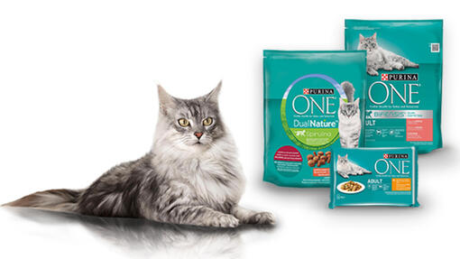 maine coon PURINA ONE macskaeledelekkel