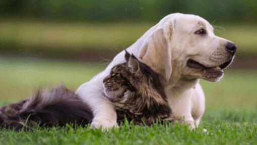 labrador és cirmos cica legjobb cimborák