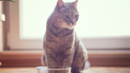 Macska vizet iszik