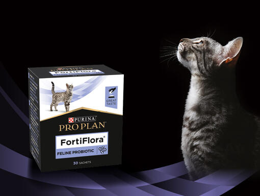 PRO PLAN FortiFlora termék cirmos macskával