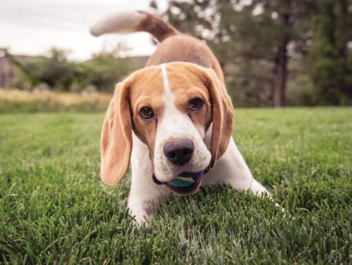 beagle kutya a fűben játszik