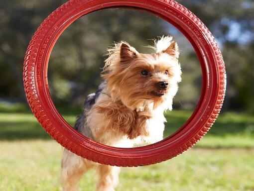 Yorkshire terrier átugrik piros karikán agility