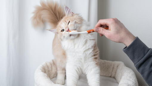 Amennyiben igen, úgy elképzelhető, hogy macskádnak előrehaladott fogínygyulladása van.