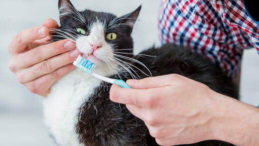Hogyan gondoskodj cicád fogainak egészségéről?